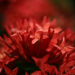 Close-up of red rose