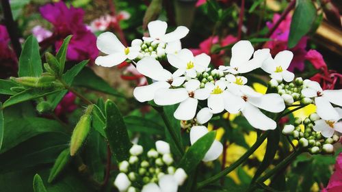 Close-up of white flowers