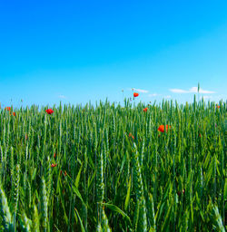 Plants growing on field against clear blue sky