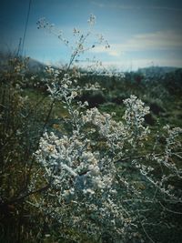 Close-up of flower tree against sky