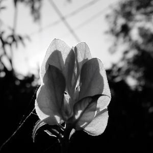 Close-up of flower against blurred background