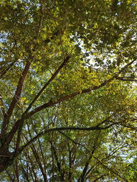 Low angle view of trees against sky