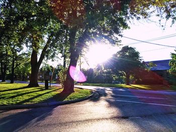 Sun shining through trees