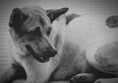 Close-up of dog