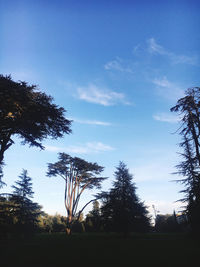 Low angle view of silhouette trees on field against sky