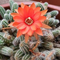 Close-up of succulent plant