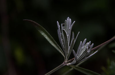 Close-up of plant