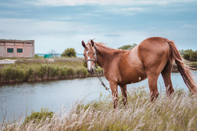 Horses graze on the field. summer on a farm, green grass, sky, hills, trees, mountains, horses graze