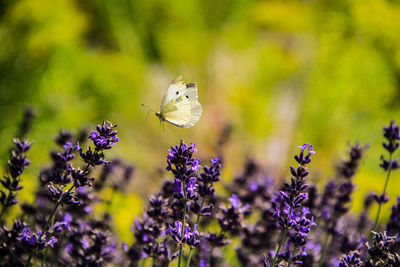 Close-up of butterfly on purple flowering plant