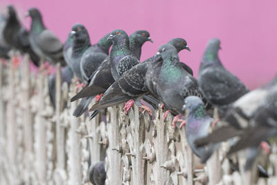 Close-up of birds