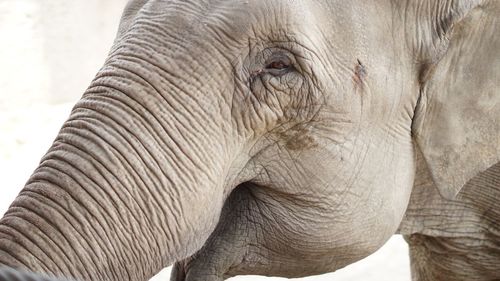 Close-up of elephant