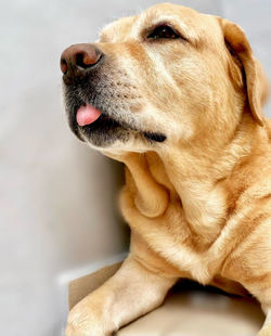 Close-up of dog looking away