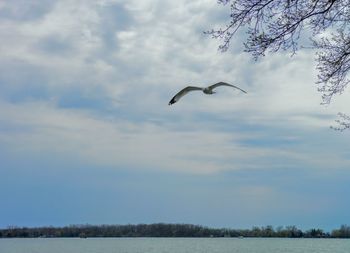 Low angle view of seagulls flying against sky