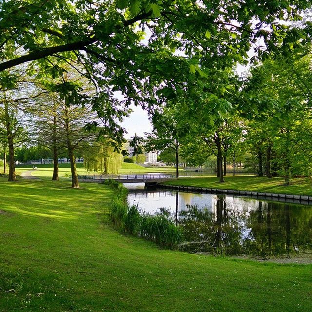 tree, water, green color, grass, tranquility, tranquil scene, growth, beauty in nature, park - man made space, nature, reflection, scenics, pond, lake, tree trunk, branch, park, green, idyllic, day