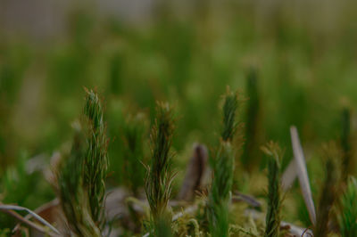 Close-up of grass on field