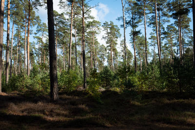 Pine trees in forest against sky