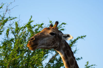 Close-up of horse standing against clear sky