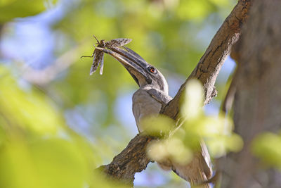 Close-up of bird perching on a plant