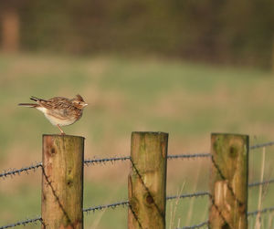 Bird perching on wooden post