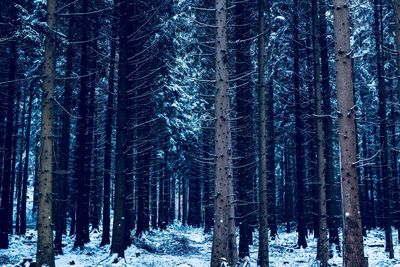 Pine trees in forest during winter