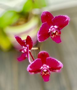 Close-up of pink flowering plant