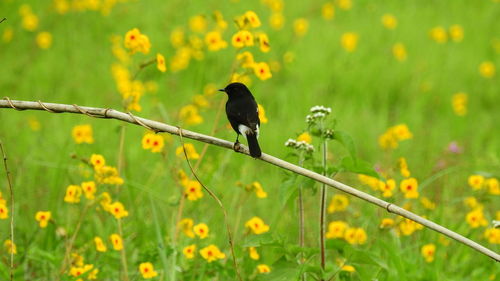 Birds perching on yellow flower