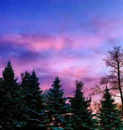 Low angle view of trees against sky