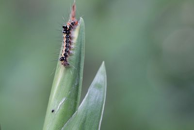 Close-up of insect on leaf