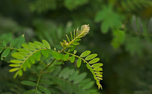 Close-up of green leaves on plant