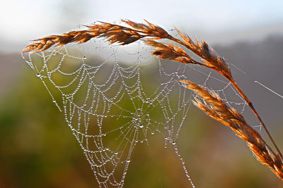 Close-up of wet spider web on plant