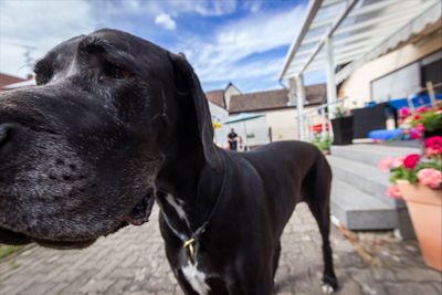 Dog looking at camera