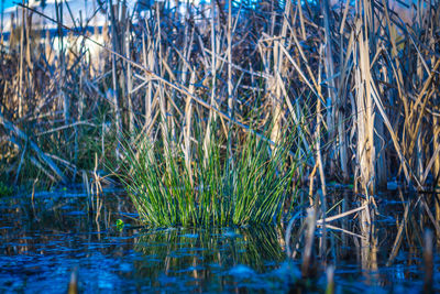 Scenic view of lake