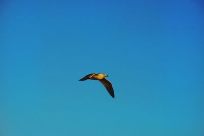 Low angle view of bird flying