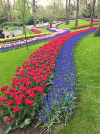 Colorful flowers in park