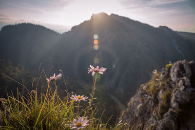 Close-up of flower growing on field against sky during sunset