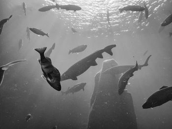 Fishes swimming in sea