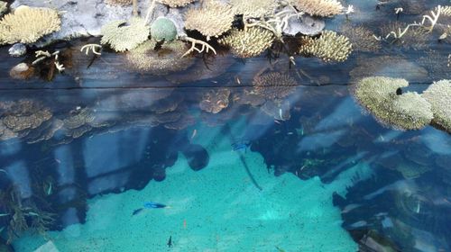 Close-up of turtle in sea