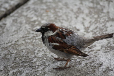 Close-up of bird