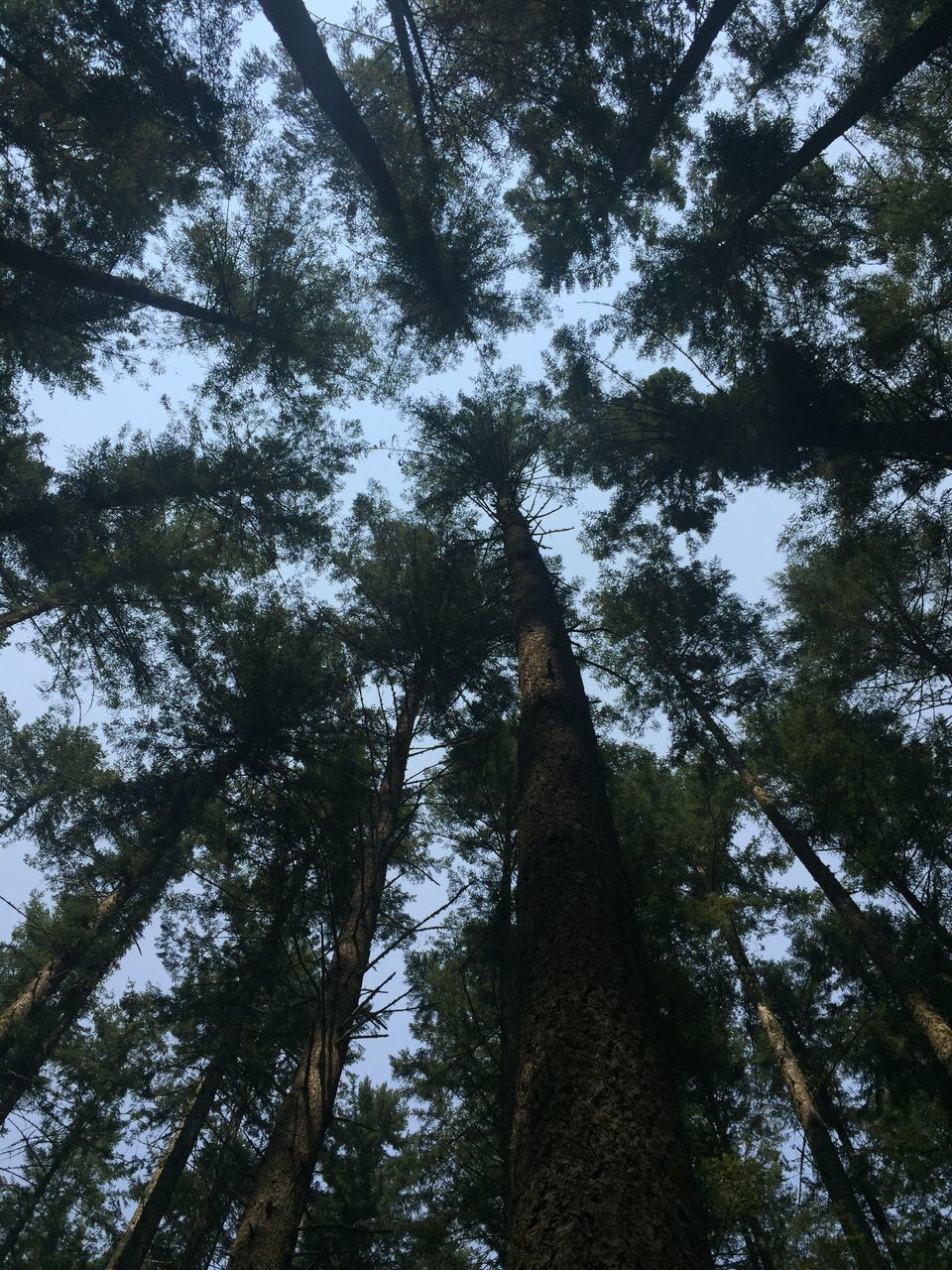 LOW ANGLE VIEW OF TALL TREES IN FOREST