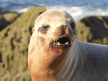 Close-up of sea lion