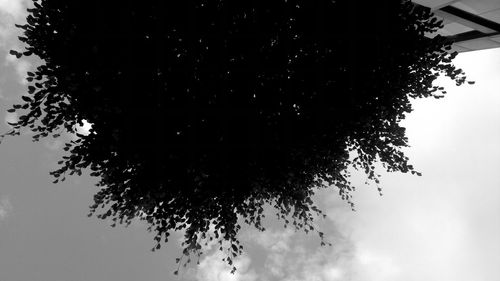 Low angle view of tree against sky