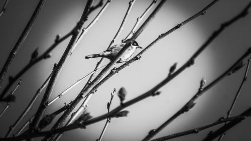 Low angle view of a plant against blurred background