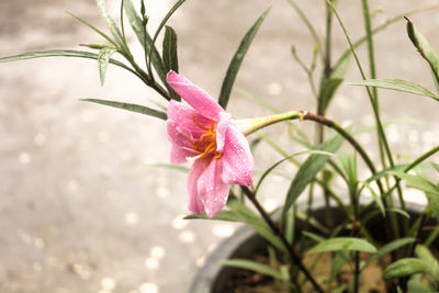 Close-up of pink flower blooming outdoors