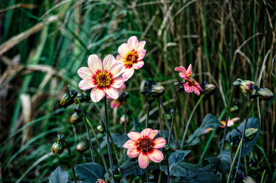 Close-up of pink flowering plants