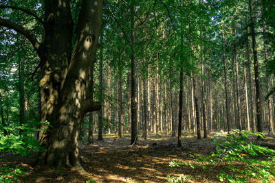 Trees growing in forest