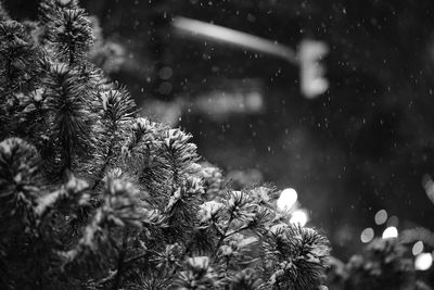 Close-up of wet flower tree