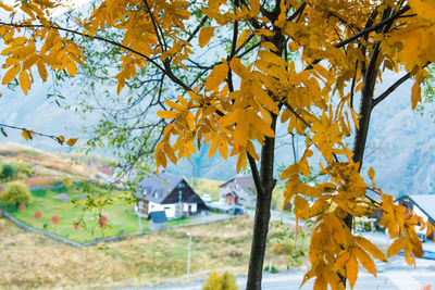 Close-up of tree with autumn leaves in background