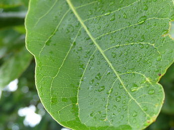 Close-up of raindrops on leaf