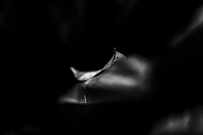 Close-up of water drop against black background