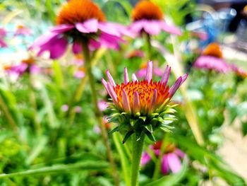 Close-up of pink flowering plant